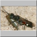 Alysson spinosus - Grabwespe w02c 8mm mit Zikade.jpg